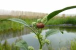 plaisirs de la biodiversité au jardin {JPEG}